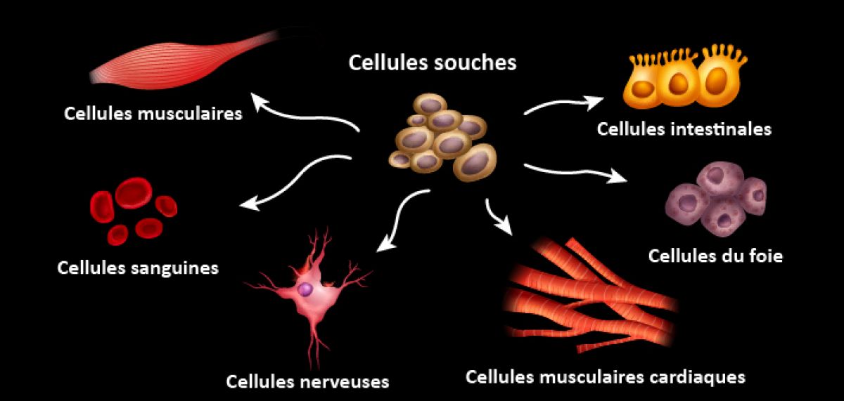 Image différenciation des cellules souches